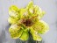 Lettuce 'Freckles' Seeds (Certified Organic)