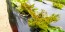 Lettuce 'Freckles' Seeds (Certified Organic)