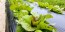 Lettuce 'Freckles' Seeds (Certified Organic)