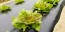 Lettuce 'Freckles' Seeds (Certified Organic)