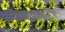 Lettuce 'Freckles' Seeds (Certified Organic)