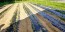 Chicory 'Catalogna Pugliese' Seeds (Certified Organic)