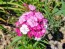 Sweet William 'Single Mixed Colors Pink and Red' Seeds (Certified Organic)