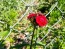 Sweet William 'Single Mixed Colors Pink and Red' Seeds (Certified Organic)