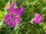 Catchfly/Cottage Pinks/Chimney Pinks Seeds (Certified Organic)