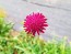 Cherry Red Scabiosa Seeds (Certified Organic) Knautia macedonica 