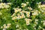 Feverfew