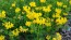 Bird's Foot Trefoil 