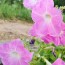 Petunia, Pink and Purple Mix Seeds (Certified Organic)