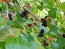 Black Mulberry Seeds (Certified Organic)