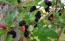 Black Mulberry Seeds (Certified Organic)