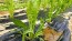 Chicory 'Catalogna Pugliese' Seeds (Certified Organic)