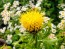 Yellow Basket Flower Seeds (Certified Organic) Globe Centaurea
