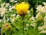 Yellow Basket Flower Seeds (Certified Organic) Globe Centaurea