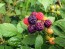 Black Raspberry Seeds (Certified Organic)