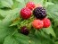 Black Raspberry Seeds (Certified Organic)