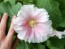 Hollyhock 'Pastel Pink' Seeds (Certified Organic)