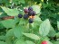 Black Raspberry Seeds (Certified Organic)
