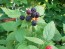 Black Raspberry Seeds (Certified Organic)