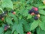 Black Raspberry Seeds (Certified Organic)