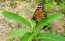 Common Milkweed