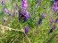 Hairy Vetch Seeds (Certified Organic)