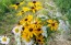 Black-Eyed Susan