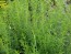 Winter Savory Seeds (Certified Organic)