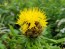 Yellow Basket Flower Seeds (Certified Organic) Globe Centaurea