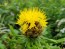 Yellow Basket Flower Seeds (Certified Organic) Globe Centaurea