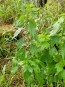 Chinese Motherwort ‘Alba’ 