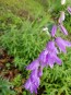 Ladybells 