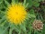 Yellow Basket Flower Seeds (Certified Organic) Globe Centaurea