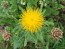 Yellow Basket Flower Seeds (Certified Organic) Globe Centaurea