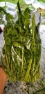 Chicory 'Catalogna Pugliese' Seeds (Certified Organic)