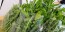 Chicory 'Catalogna Pugliese' Seeds (Certified Organic)