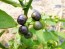 Garden Huckleberry Seeds (Certified Organic)