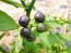 Garden Huckleberry Seeds (Certified Organic)