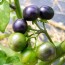 Garden Huckleberry Seeds (Certified Organic)