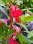 Balsam Impatiens Mix