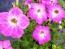 Petunia, Pink and Purple Mix Seeds (Certified Organic)