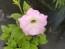 Petunia, Pink and Purple Mix Seeds (Certified Organic)