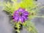 Love-in-a-Mist Mix Seeds (Certified Organic)