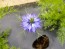 Love-in-a-Mist Mix Seeds (Certified Organic)