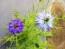 Love-in-a-Mist Mix Seeds (Certified Organic)