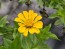 Zinnia 'Canary Bird' Seeds (Certified Organic)