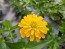 Zinnia 'Canary Bird' Seeds (Certified Organic)