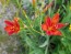 Orange Blackberry Lily