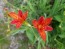 Orange Blackberry Lily