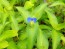 Blue Dayflower AKA Mouse Ears Seeds (Certified Organic)
